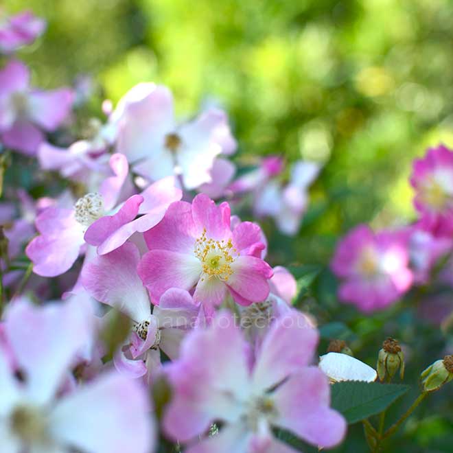 バラ 桜木｜花の手帖の薔薇図鑑