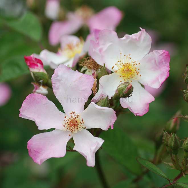 バラ サクライバラ｜花の手帖の薔薇図鑑