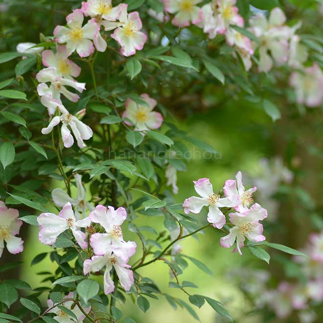 バラ サクライバラ｜花の手帖の薔薇図鑑