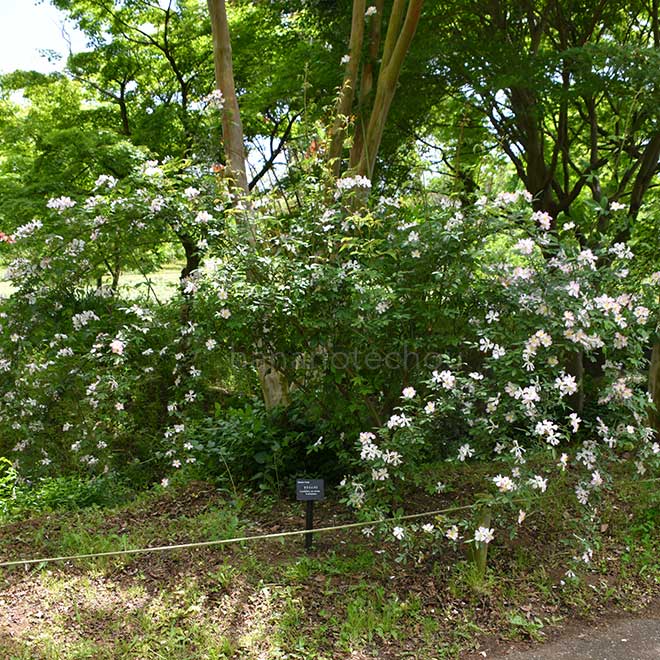 バラ サクライバラ｜花の手帖の薔薇図鑑