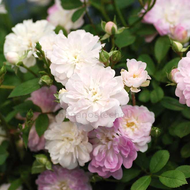 バラ 咲耶姫｜花の手帖の薔薇図鑑