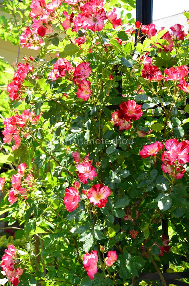 バラ サラマンダー｜花の手帖の薔薇図鑑