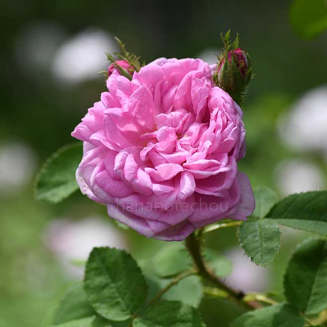 バラ サレ｜花の手帖の薔薇図鑑