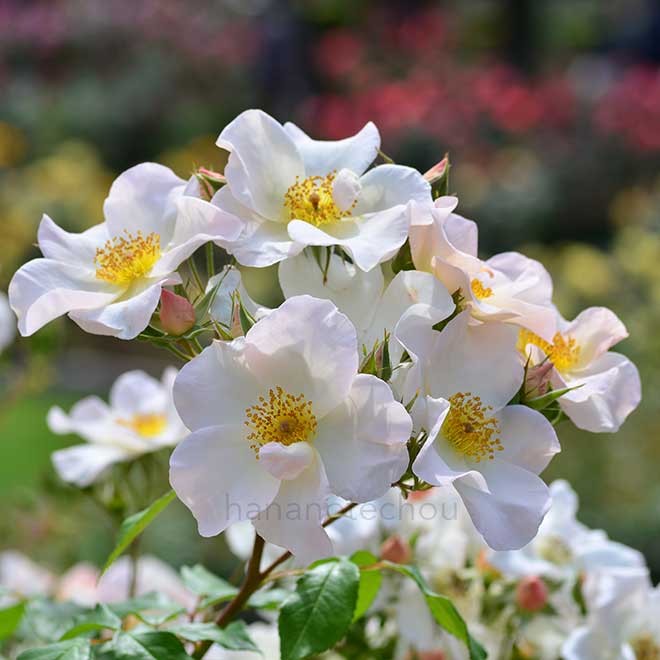 バラ サリー ホルムズ｜花の手帖の薔薇図鑑