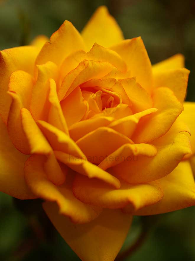 バラ サンバ コルダーナ｜花の手帖の薔薇図鑑