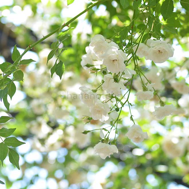 バラ サンダースホワイトランブラー｜花の手帖の薔薇図鑑