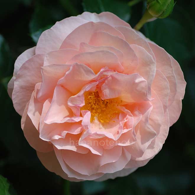 バラ ザンガーハウザー ユビレウムスローゼ｜花の手帖の薔薇図鑑