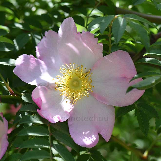 バラ 山椒薔薇｜花の手帖の薔薇図鑑