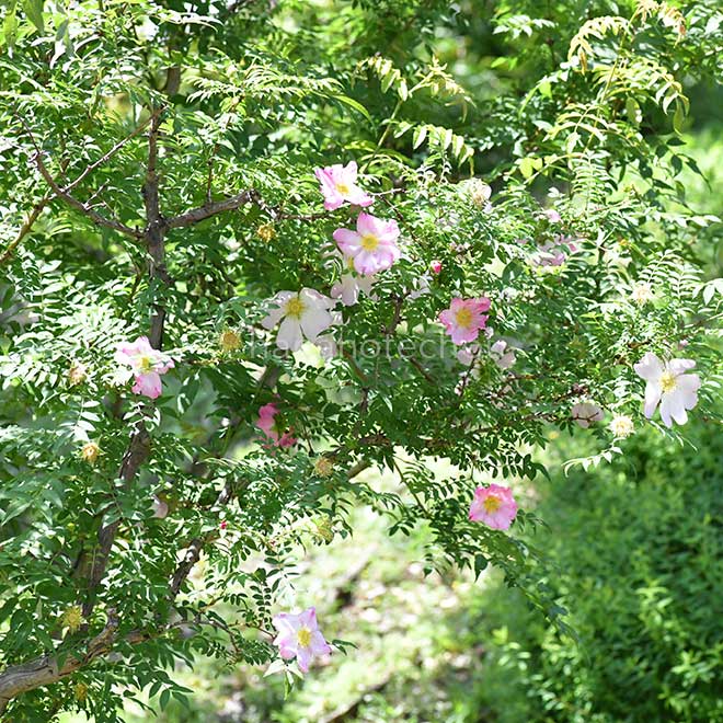 バラ 山椒薔薇｜花の手帖の薔薇図鑑