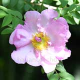 バラ ピース｜花の手帖の薔薇図鑑