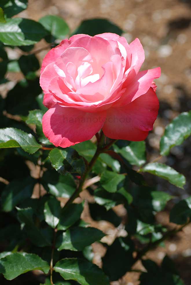 バラ サンタ マリア｜花の手帖の薔薇図鑑