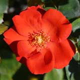 バラ サラバンド｜花の手帖の薔薇図鑑