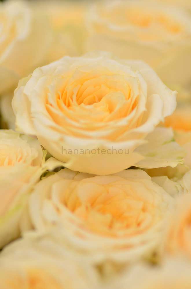 バラ サラ｜花の手帖の薔薇図鑑