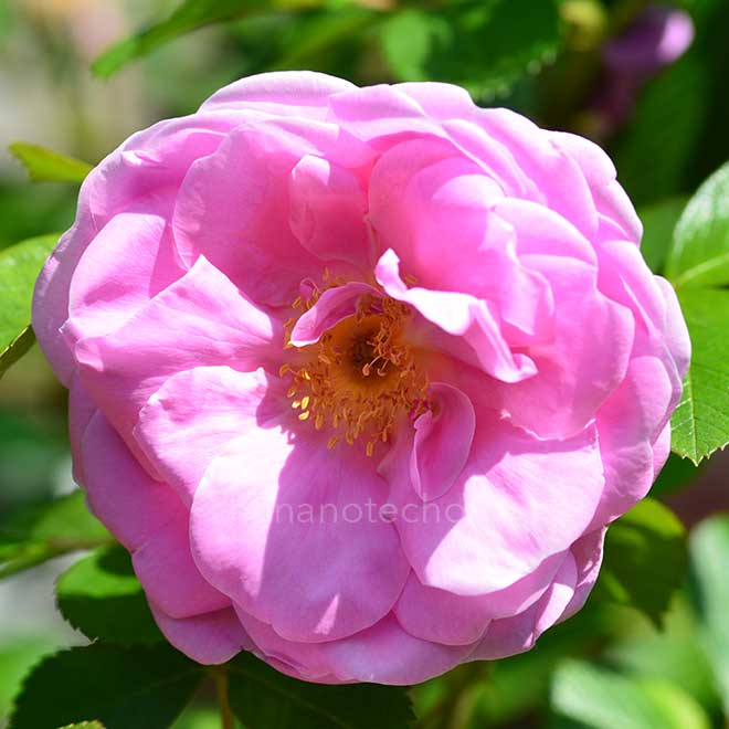 バラ サラ バン フリート｜花の手帖の薔薇図鑑