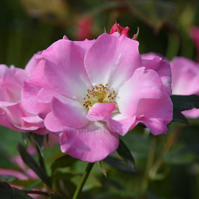 バラ さらさ｜花の手帖の薔薇図鑑