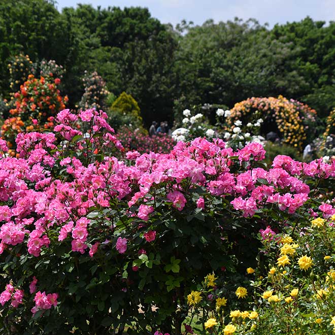 バラ さらさ｜花の手帖の薔薇図鑑