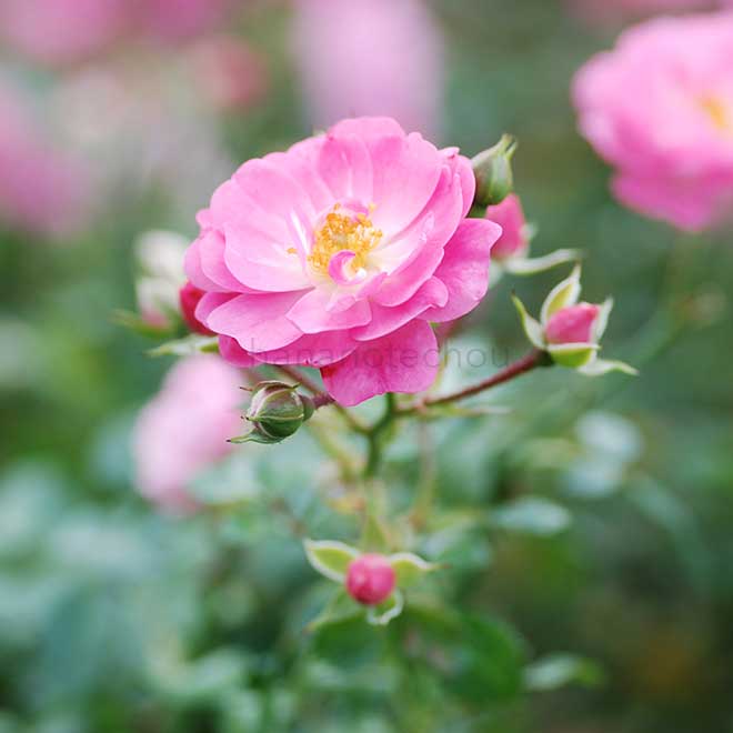 バラ サティーナ｜花の手帖の薔薇図鑑