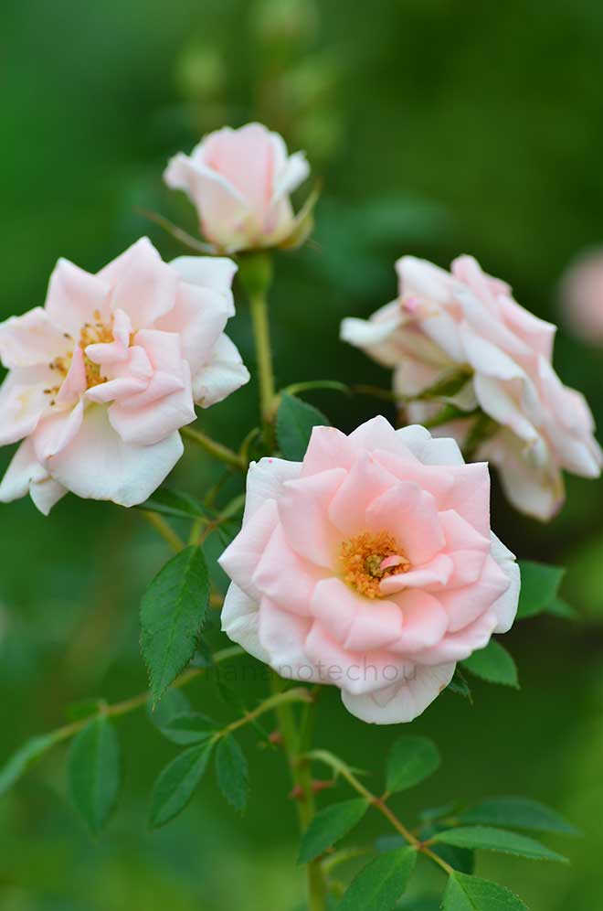 バラ 小夜曲｜花の手帖の薔薇図鑑