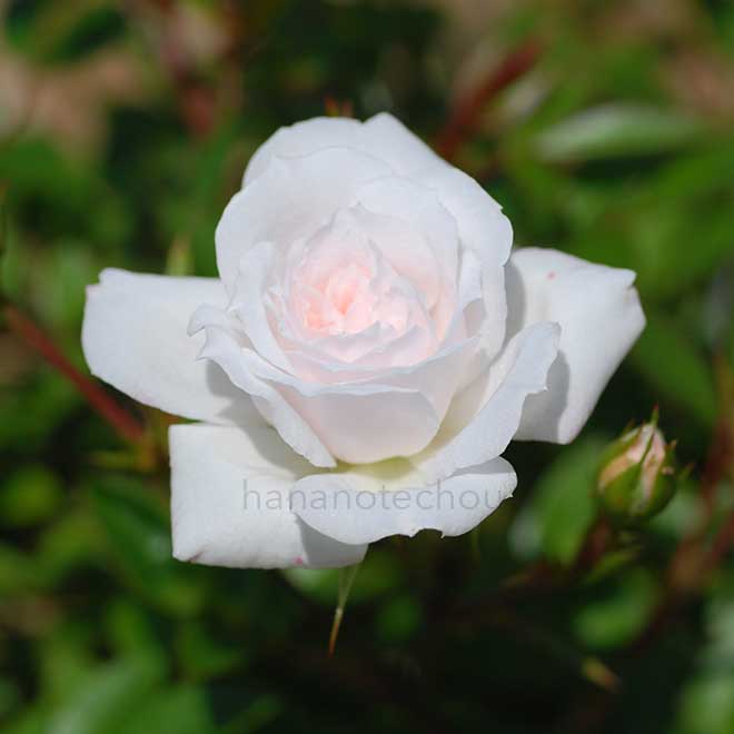 バラ さざなみ｜花の手帖の薔薇図鑑