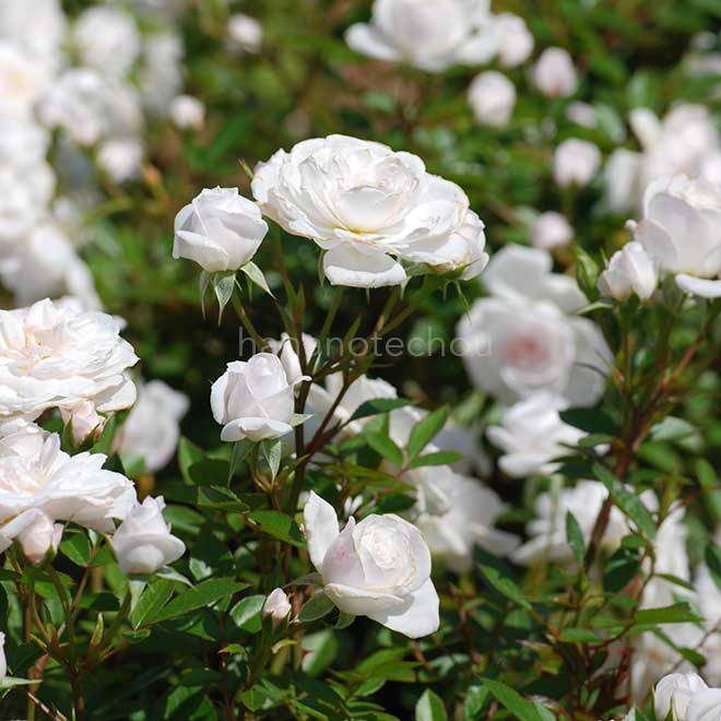 バラ さざなみ｜花の手帖の薔薇図鑑