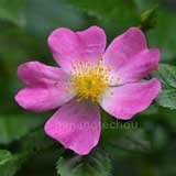 バラ センテッドカーペット｜花の手帖の薔薇図鑑