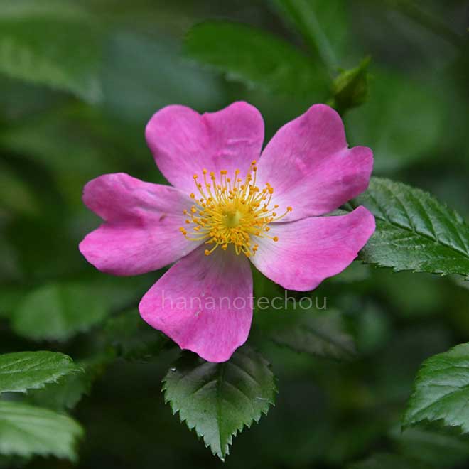バラ センテッド カーペット｜花の手帖の薔薇図鑑