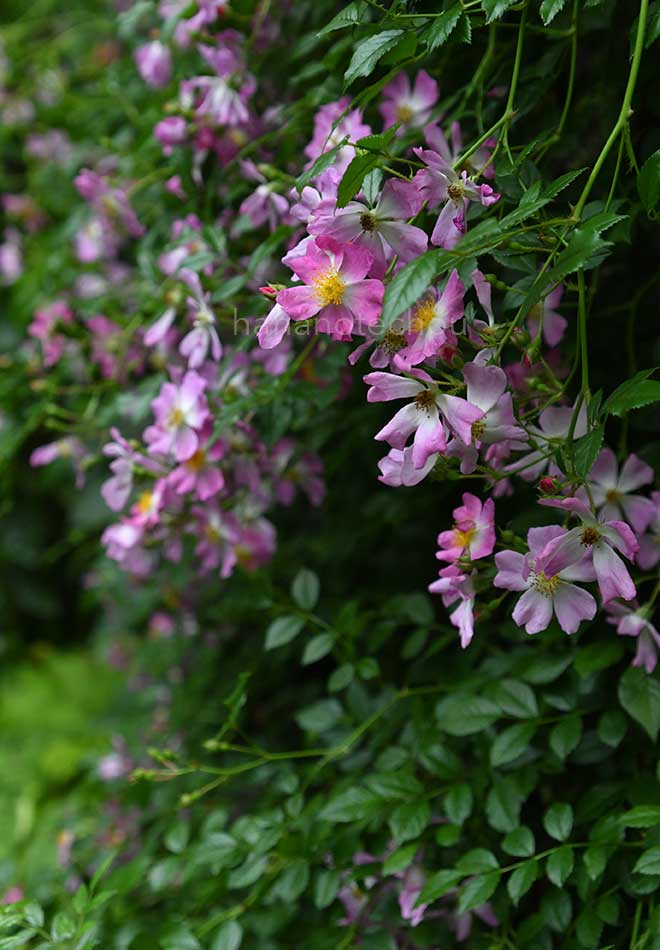 バラ センテッド カーペット｜花の手帖の薔薇図鑑