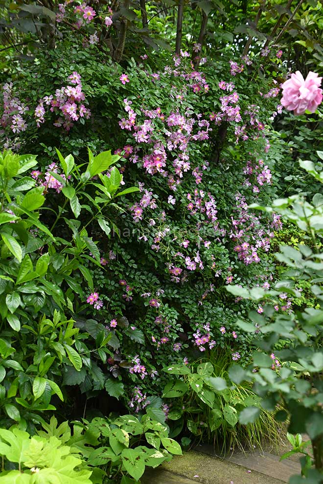 バラ センテッド カーペット｜花の手帖の薔薇図鑑