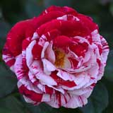 バラ センチメンタル｜花の手帖の薔薇図鑑