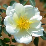 バラ シュロス ソウスリッツ｜花の手帖の薔薇図鑑