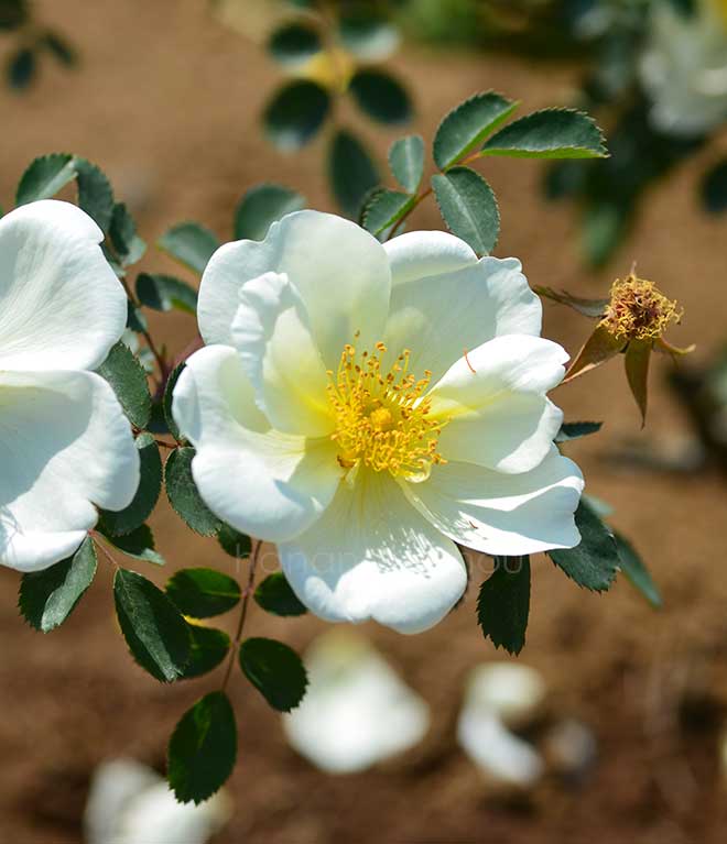 バラ シュロス ソウスリッツ｜花の手帖の薔薇図鑑