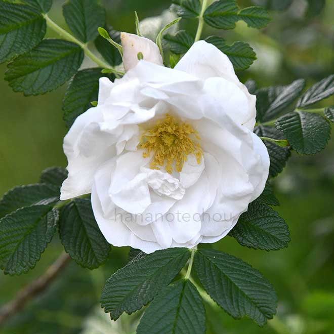 バラ シュネーユール｜花の手帖の薔薇図鑑