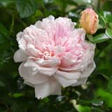 バラ シェーンハイト｜花の手帖の薔薇図鑑