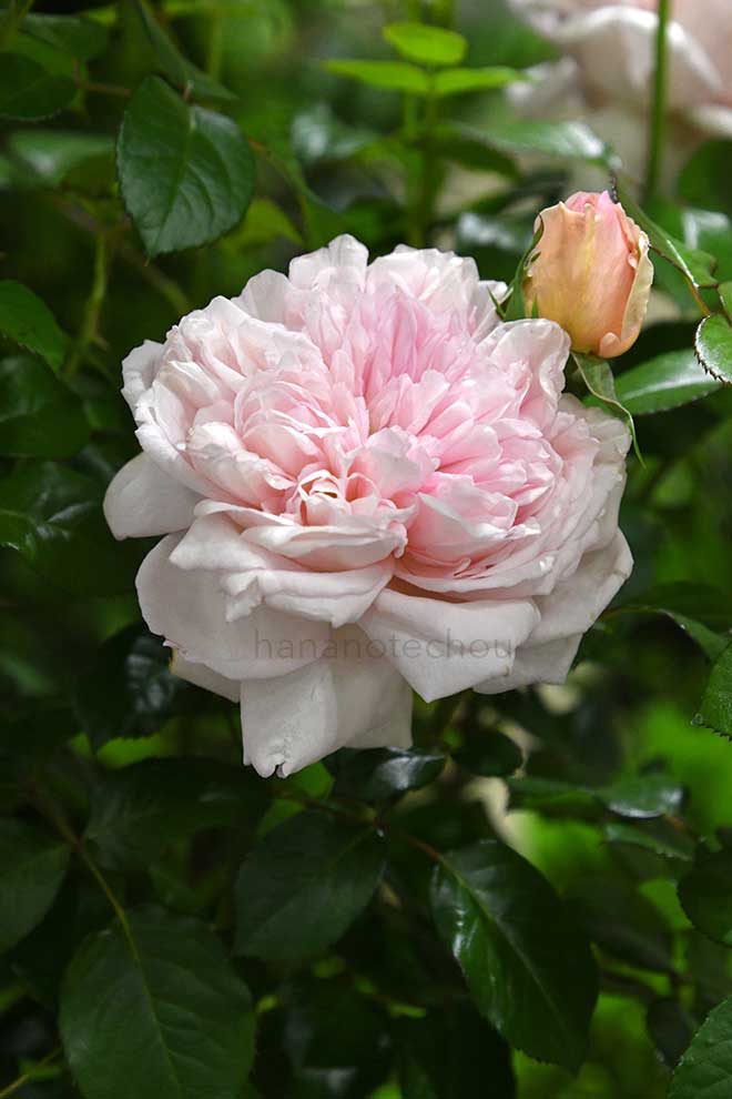 バラ シェーンハイト｜花の手帖の薔薇図鑑