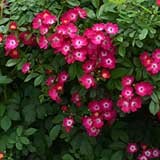 バラ シューベルト｜花の手帖の薔薇図鑑