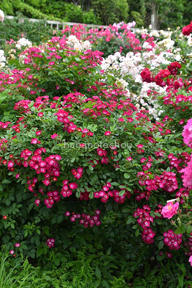 バラ シューベルト｜花の手帖の薔薇図鑑