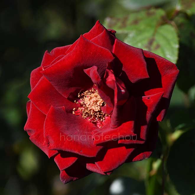バラ シュワルツ マドンナ｜花の手帖の薔薇図鑑