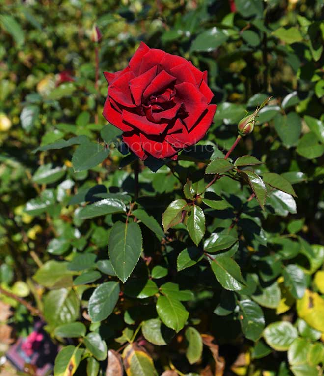 バラ シュワルツ マドンナ｜花の手帖の薔薇図鑑