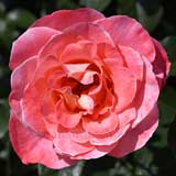 バラ シーパール｜花の手帖の薔薇図鑑