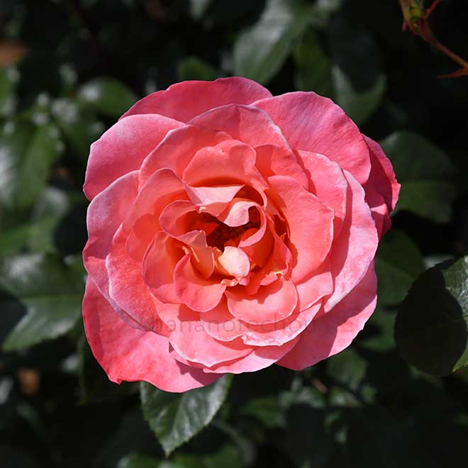 バラ シー パール｜花の手帖の薔薇図鑑