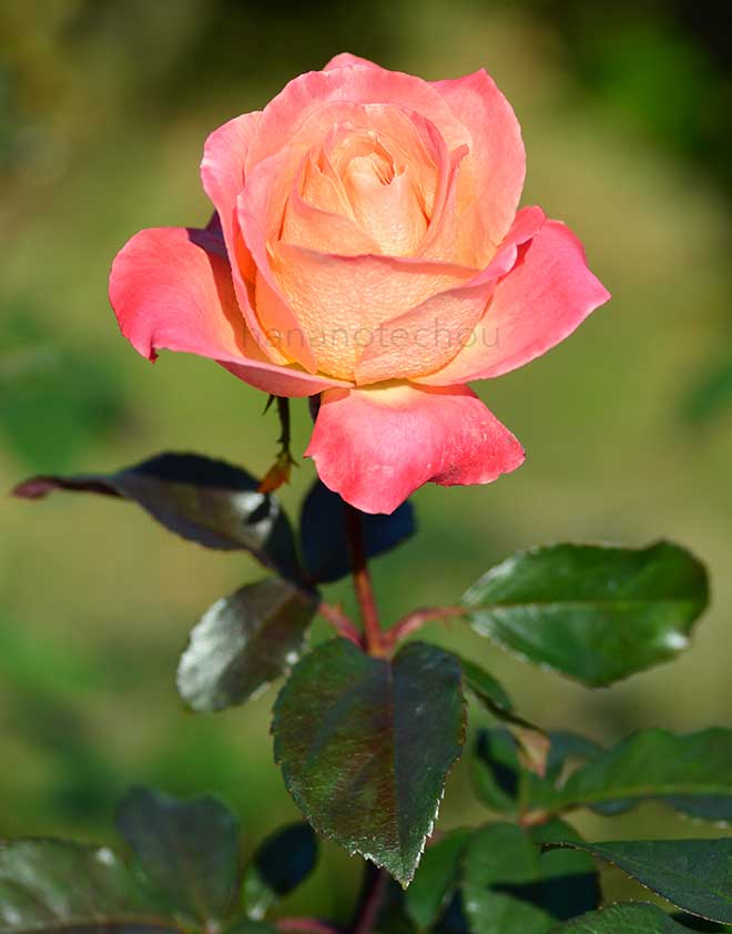 バラ シー パール｜花の手帖の薔薇図鑑