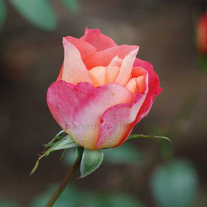バラ シー パール｜花の手帖の薔薇図鑑
