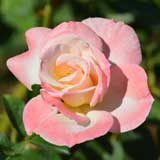 バラ シークレット｜花の手帖の薔薇図鑑