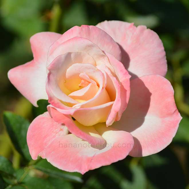 バラ シークレット｜花の手帖の薔薇図鑑