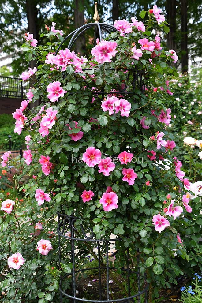 バラ　シーユーインピンク｜花の手帖の薔薇図鑑