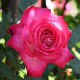 バラ ｜花の手帖の薔薇図鑑