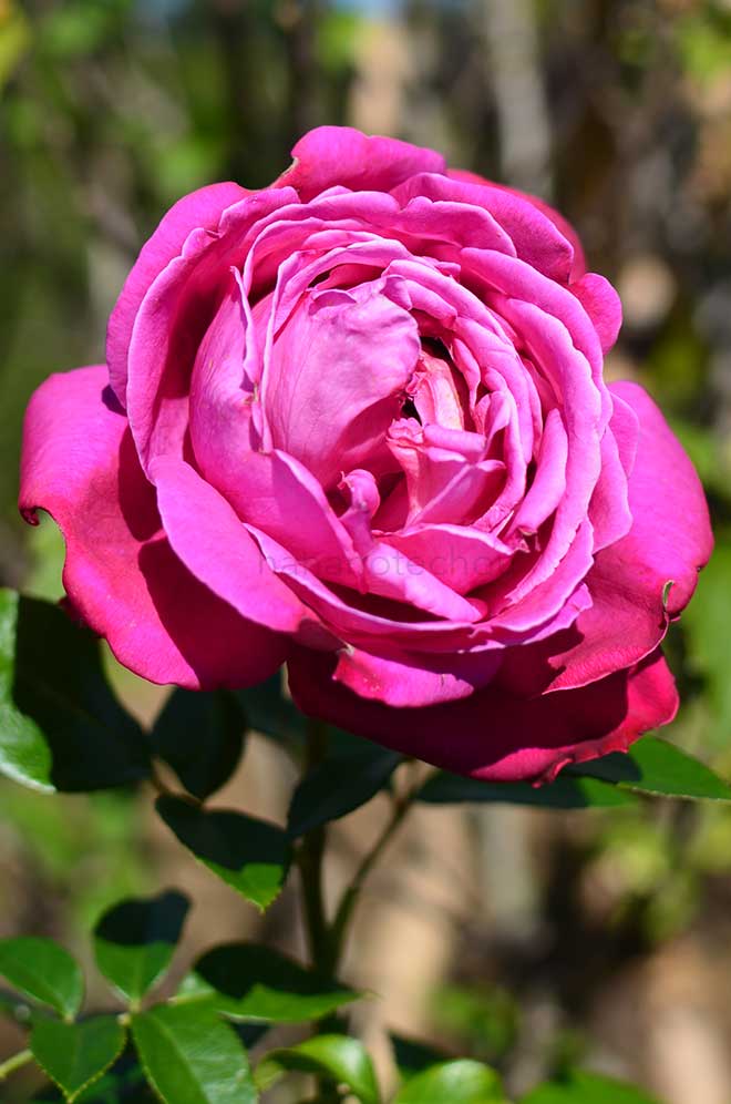 バラ サントゥール ロワイヤル｜花の手帖の薔薇図鑑