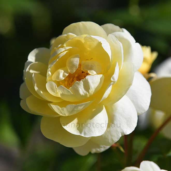 バラ セレンディピティ｜花の手帖の薔薇図鑑