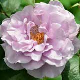 バラ セブン シーズ｜花の手帖の薔薇図鑑