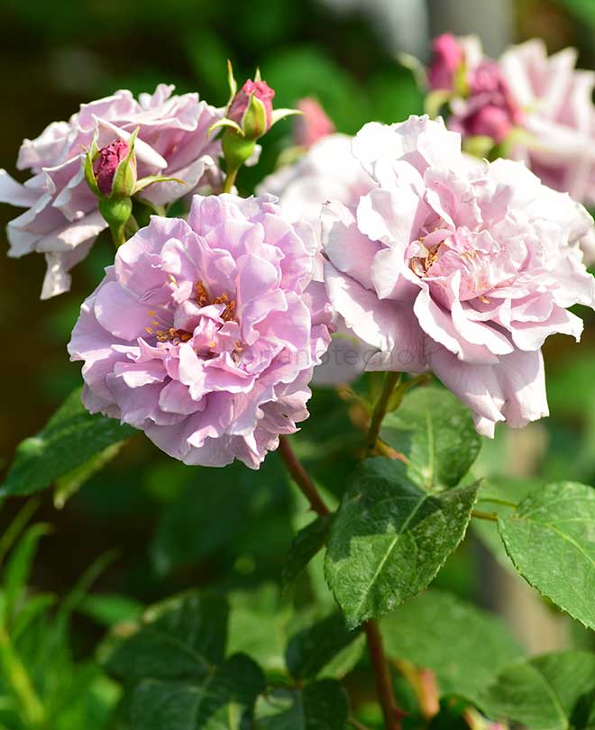 バラ セブン シーズ｜花の手帖の薔薇図鑑
